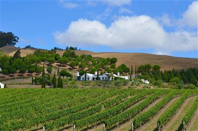 Weinreben in Hawkes Bay